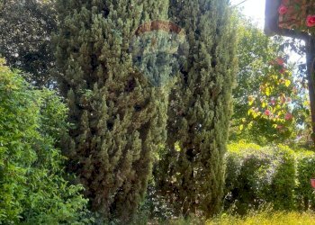 Giardino - Casa indipendente Località Poderi di Montemerano
 
22, Manciano - foto 29