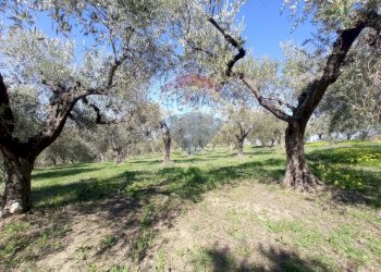Giardino - Terreno edificabile Francavilla al Mare - foto 6