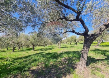 Giardino - Terreno edificabile Francavilla al Mare - foto 7