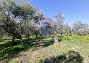 Giardino - Terreno edificabile Francavilla al Mare - foto 9