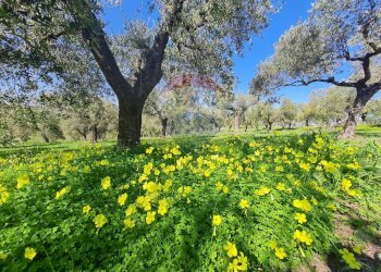 Giardino - Terreno edificabile Francavilla al Mare - foto 10