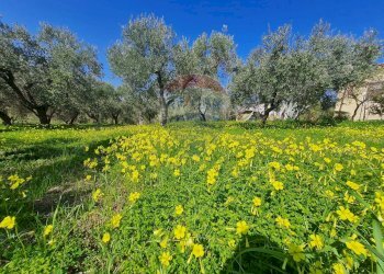 Giardino - Terreno edificabile Francavilla al Mare - foto 11