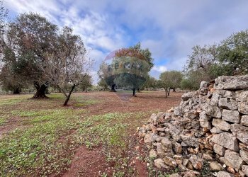 Giardino - Baita Contrada Madonna Piccola
 
snc, Ceglie Messapica - foto 9