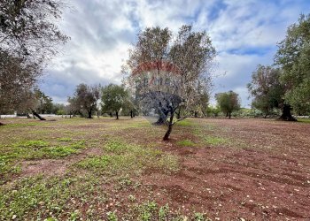 Giardino - Baita Contrada Madonna Piccola
 
snc, Ceglie Messapica - foto 13