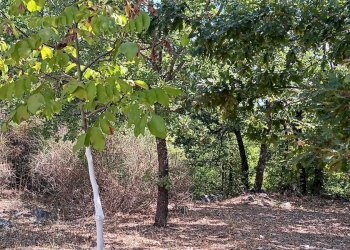 Foto 15 - Casa indipendente contrada Grotte, Nusco - foto 15