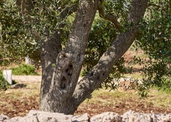 Sessana_2132_L.jpg - Casa indipendente contrada sessana snc, Ostuni - foto 4