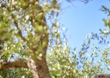 Sessana_2133_L.jpg - Casa indipendente contrada sessana snc, Ostuni - foto 7