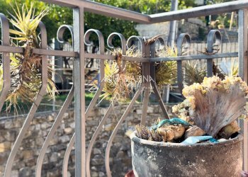 Foto 16 - Appartamento Bordighera - foto 16