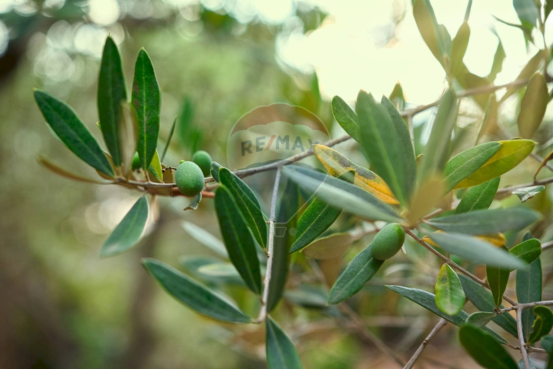 Dettagli - Independent house Cerreto
 
128, Miglianico - photo 3