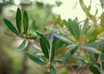 Dettagli - Independent house Cerreto
128, Miglianico - photo 3