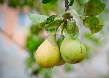 Dettagli - Independent house Cerreto
128, Miglianico - photo 4