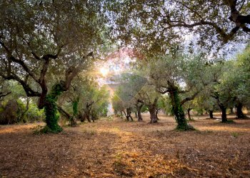 Giardino - Independent house Cerreto
128, Miglianico - photo 5