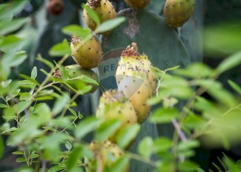 Dettagli - Independent house Cerreto
128, Miglianico - photo 6