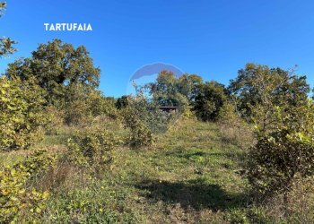 TERRENO - Terreno agricolo VIA DI MELETA, Roccastrada - foto 19