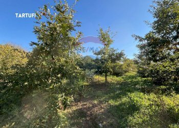 TARTUFAIA - Terreno agricolo VIA DI MELETA, Roccastrada - foto 25