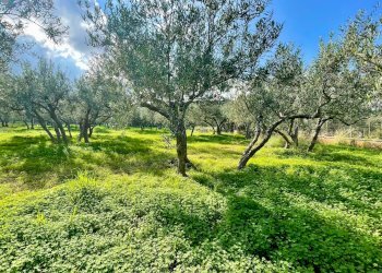 Foto 18 - Villa Calabianca, Castellammare del Golfo - photo 18