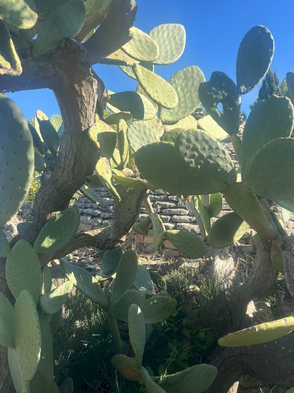 esterno - Rustico Via Vd'impelo, Castellana Grotte - foto 3