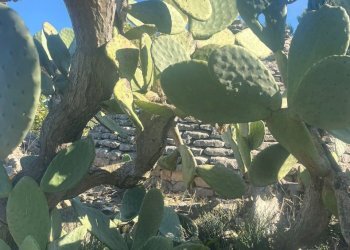 esterno - Rustico Via Vd'impelo, Castellana Grotte - foto 3