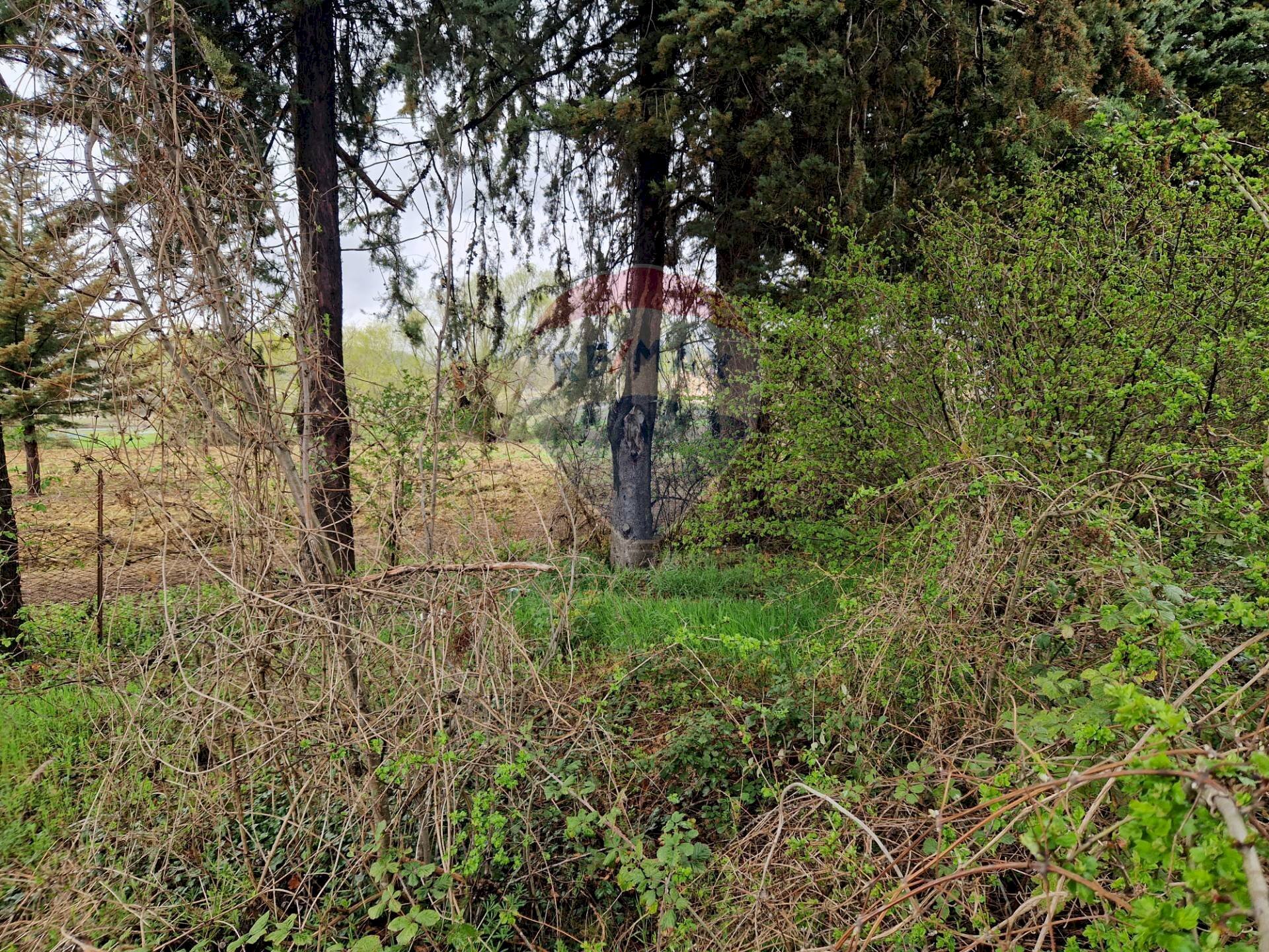 Giardino - Terreno edificabile Cerchio - foto 3