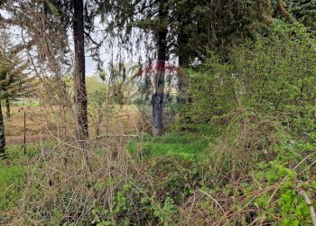 Giardino - Terreno edificabile Cerchio - foto 3