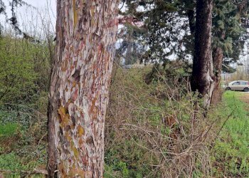 Giardino - Terreno edificabile Cerchio - foto 5