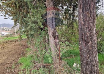 Giardino - Terreno edificabile Cerchio - foto 6