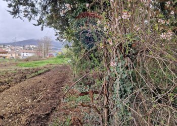 Giardino - Terreno edificabile Cerchio - foto 7