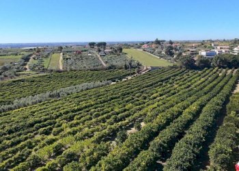 Vista - Villa via Seneca, Genzano di Roma - foto 34