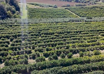Terreno - Villa via Seneca, Genzano di Roma - foto 42