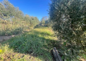 Foto 2 - Terreno edificabile via romana
175, Porcari - foto 2