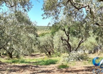 Foto 72 - Villa via dell'uliveto
 
19, Palombara Sabina - foto 72