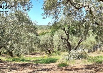 Foto 83 - Villa via dell'uliveto
 
19, Palombara Sabina - foto 83