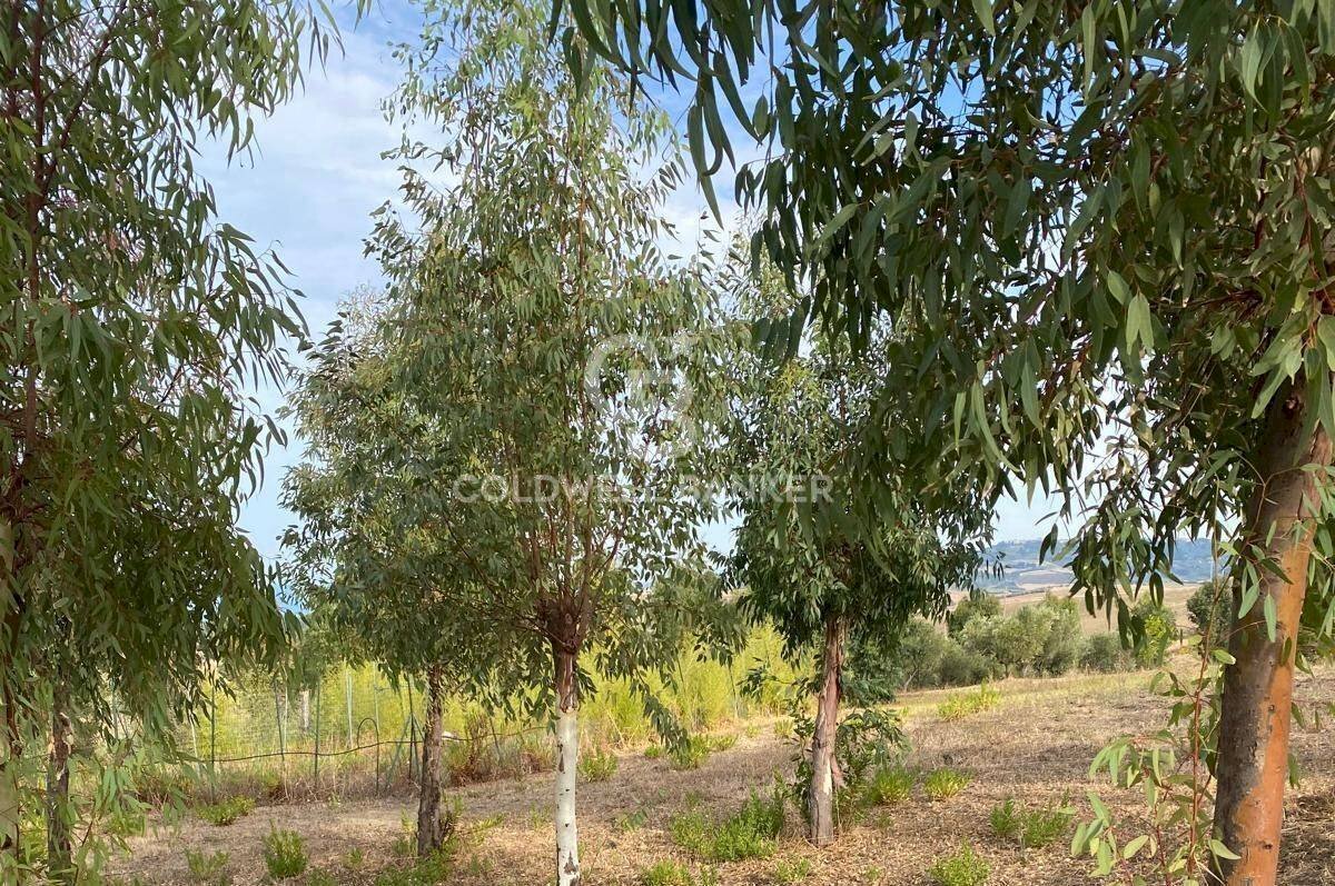 Foto 2 - Terreno edificabile Contrada Montebello, Montenero di Bisaccia - foto 2