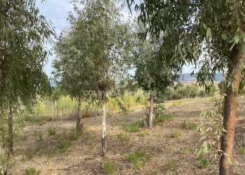 Foto 4 - Terreno edificabile Contrada Montebello, Montenero di Bisaccia - foto 4