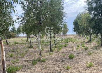 Foto 17 - Terreno edificabile Contrada Montebello, Montenero di Bisaccia - foto 17