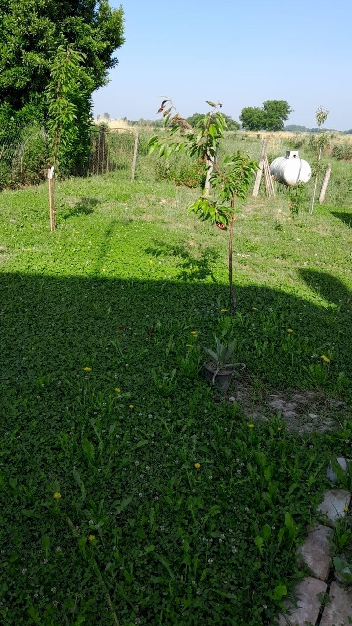 beca18da-6ccc-4461-ab30-44fc99c79d62 (1).JPG - Villa Frassinelle Polesine - photo 2