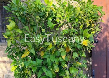 image00004.jpeg - Casale strada provinciale 55, Bagni di Lucca - foto 9