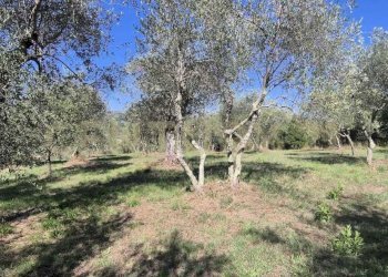 oliveto 1.jpeg - Rustico Località Le Fonti, Civitella Paganico - foto 10