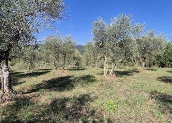 oliveto 2.jpeg - Rustico Località Le Fonti, Civitella Paganico - foto 11