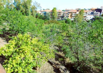 Giardino - Terreno agricolo Via Duccio Galimberti
 
snc, Santa Venerina - foto 6
