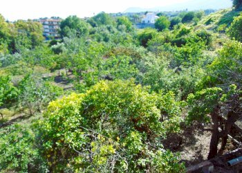 Giardino - Terreno agricolo Via Duccio Galimberti
 
snc, Santa Venerina - foto 7