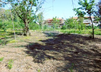 Giardino - Terreno agricolo Via Duccio Galimberti
 
snc, Santa Venerina - foto 13