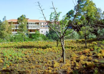 Giardino - Terreno agricolo Via Duccio Galimberti
 
snc, Santa Venerina - foto 15