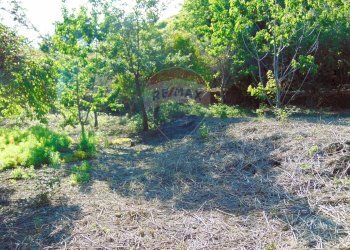 Giardino - Terreno agricolo Via Duccio Galimberti
 
snc, Santa Venerina - foto 16