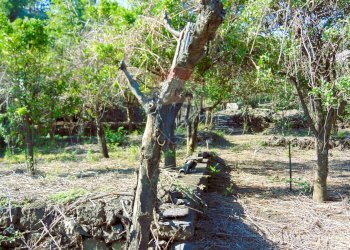 Giardino - Terreno agricolo Via Duccio Galimberti
 
snc, Santa Venerina - foto 17