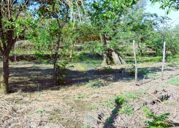 Giardino - Terreno agricolo Via Duccio Galimberti
 
snc, Santa Venerina - foto 18