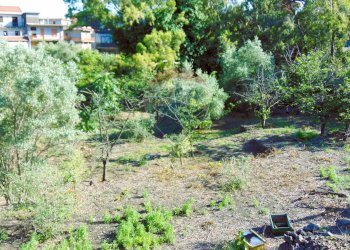 Giardino - Terreno agricolo Via Duccio Galimberti
 
snc, Santa Venerina - foto 19
