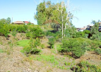 Giardino - Terreno agricolo Via Duccio Galimberti
 
snc, Santa Venerina - foto 23