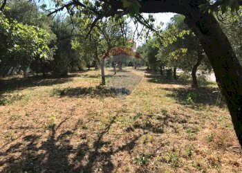 Giardino - Terreno edificabile Via Torre
 
1, Torrevecchia Teatina - foto 7