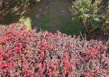 Foto 40 - Casa indipendente via verdi, Viareggio - foto 38